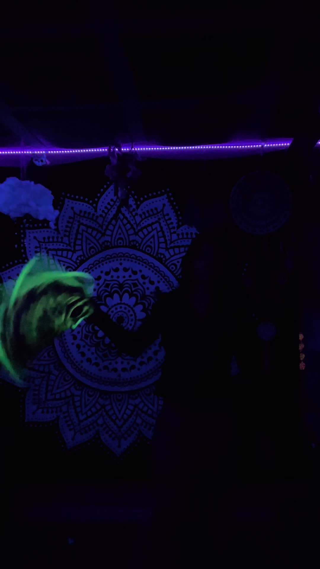 @Wubby Flow 🌀⭐️