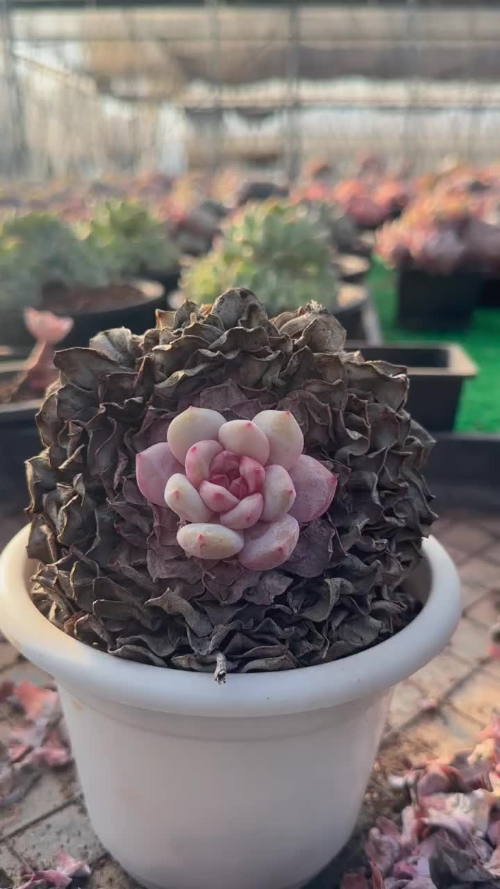 @LushSuccs