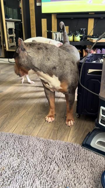 @hairstylingdoglady