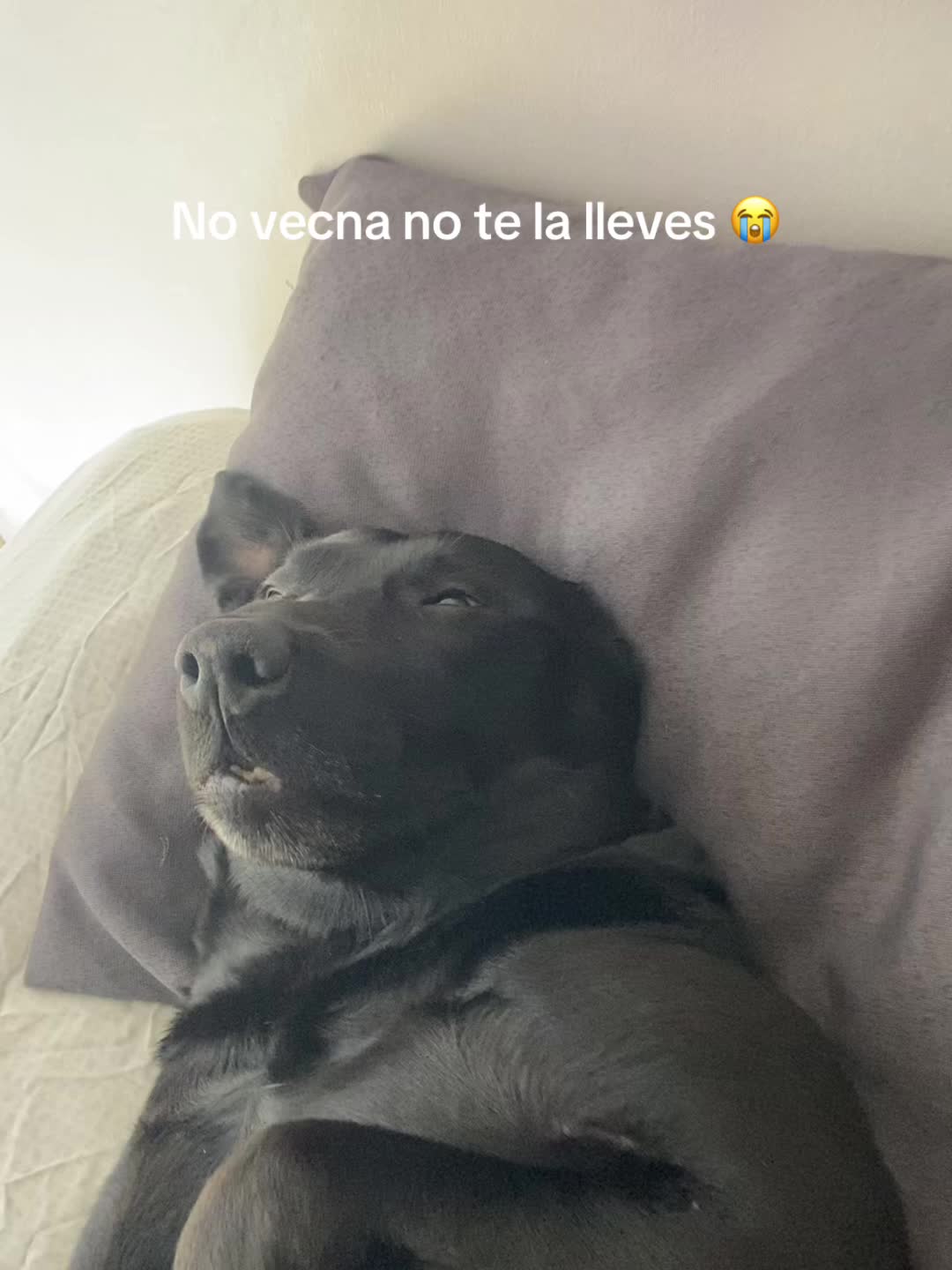@Monseeee ⭐