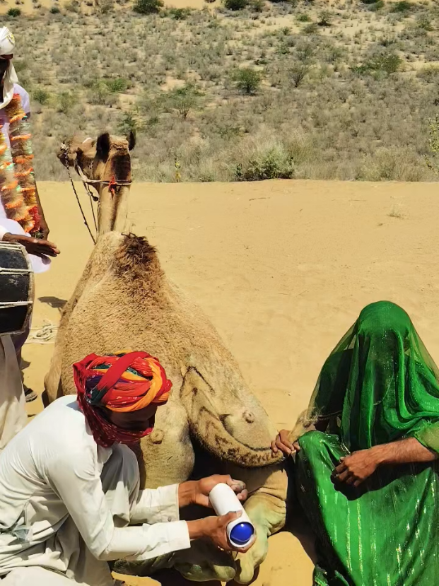 @Camel Lovers