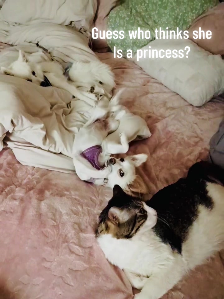 @Lola&rsquo;s pets