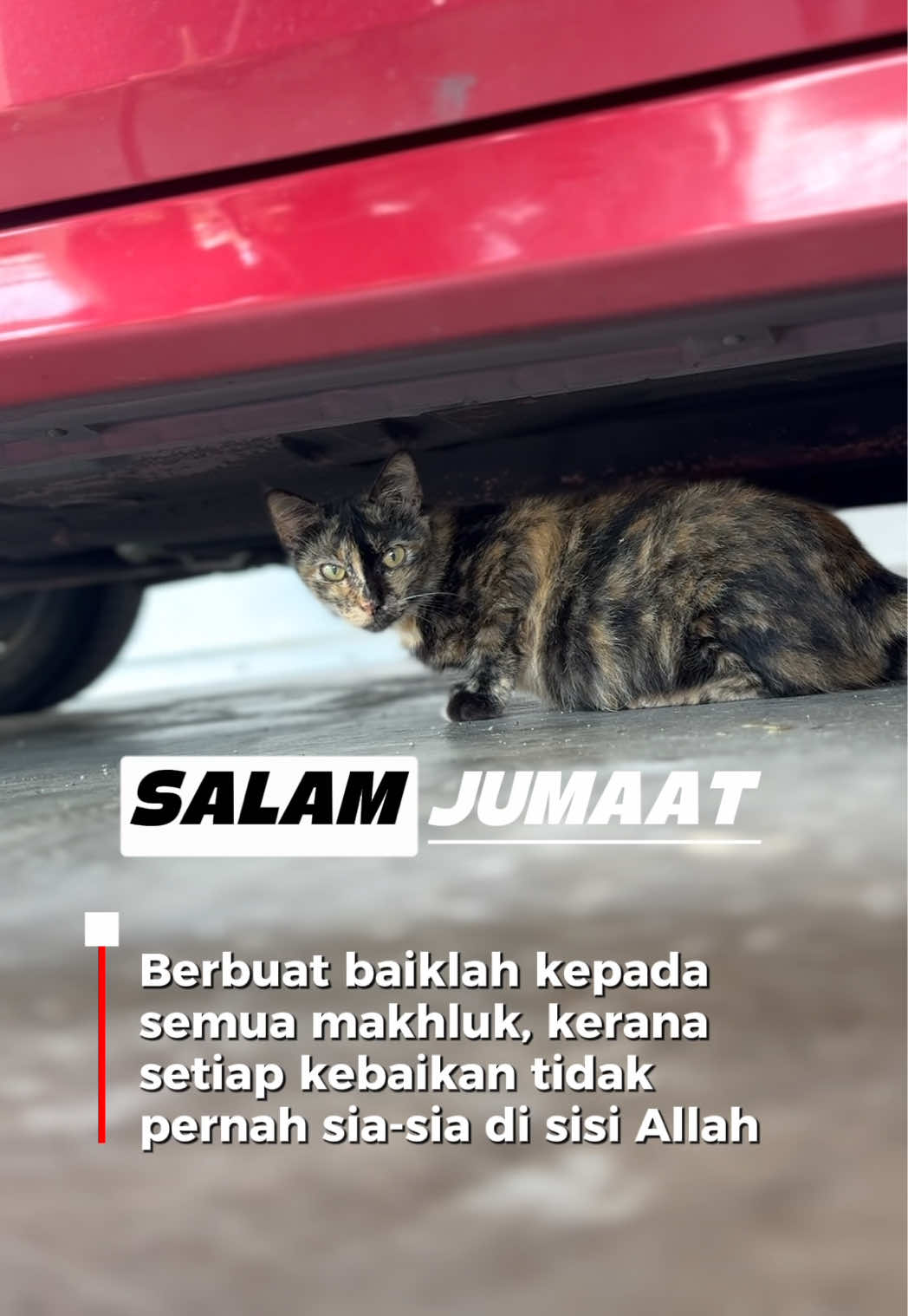 @Powercat Official