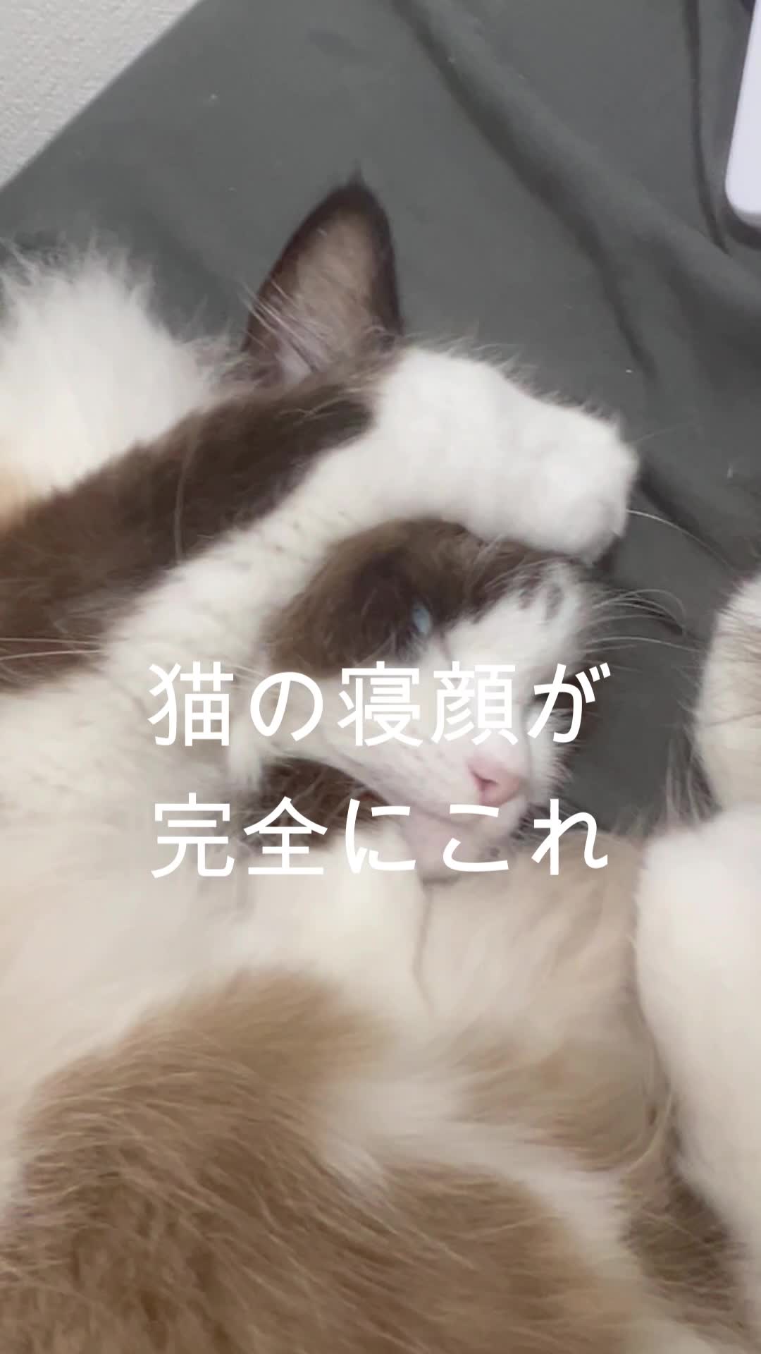 @なつめ友猫帳