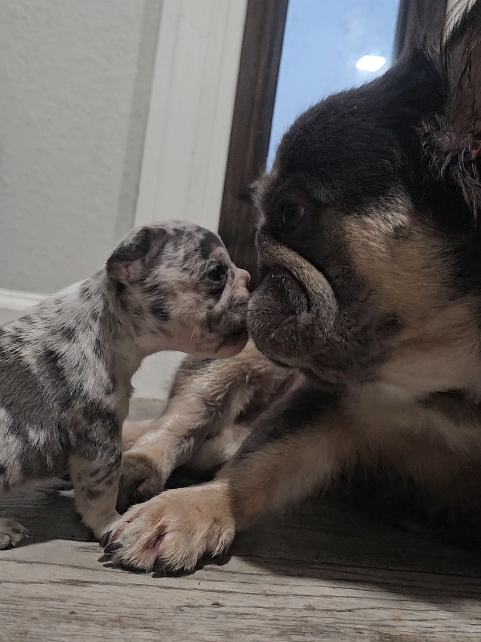 @Diamond State French Bulldogs