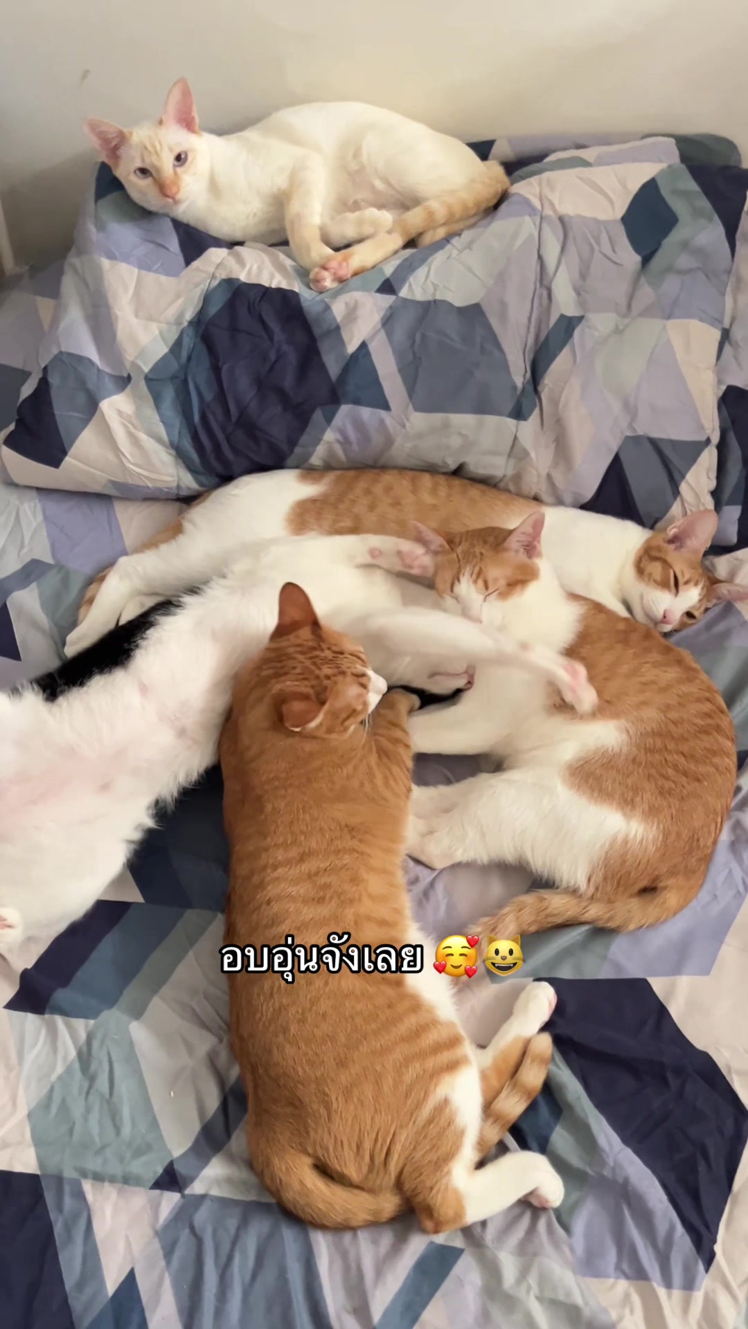 @pipotaropanda