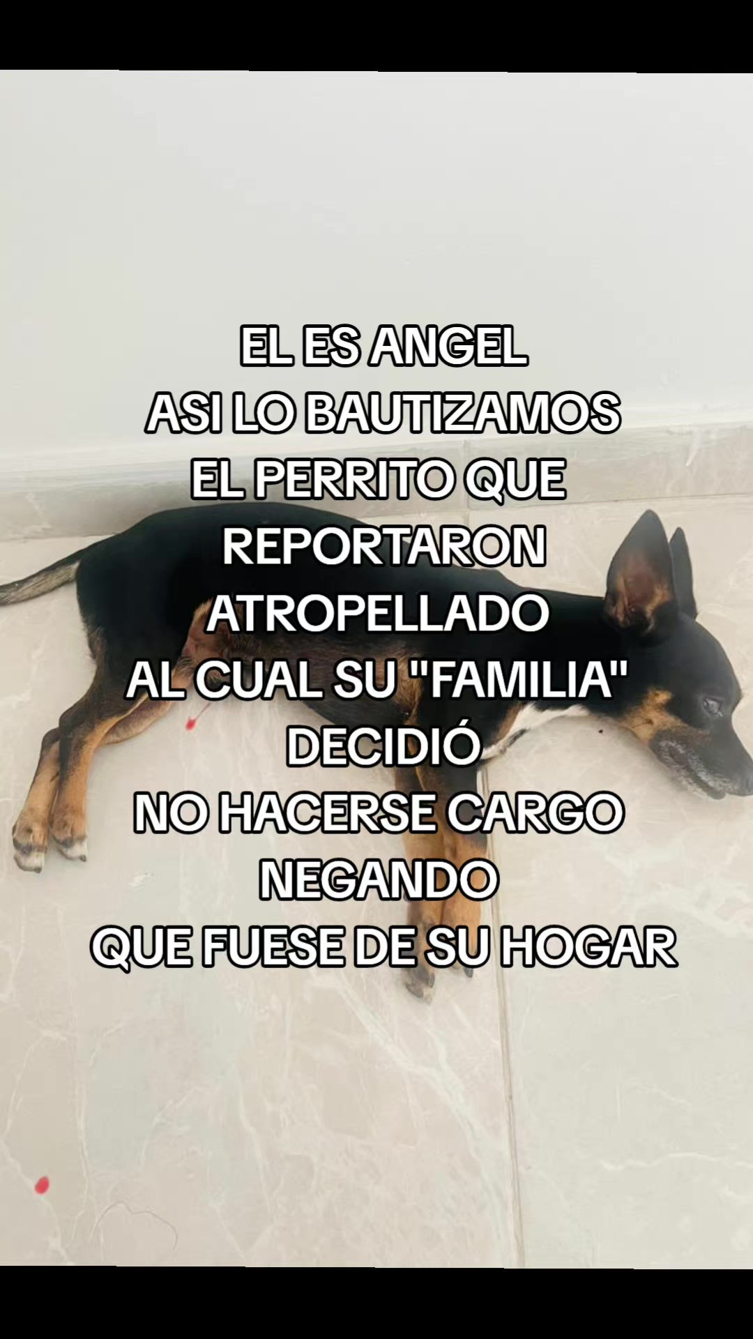 @Pasión Animal Tv