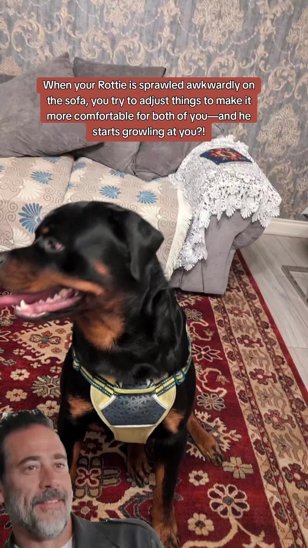 @Rio The Rottie 🐾🐶