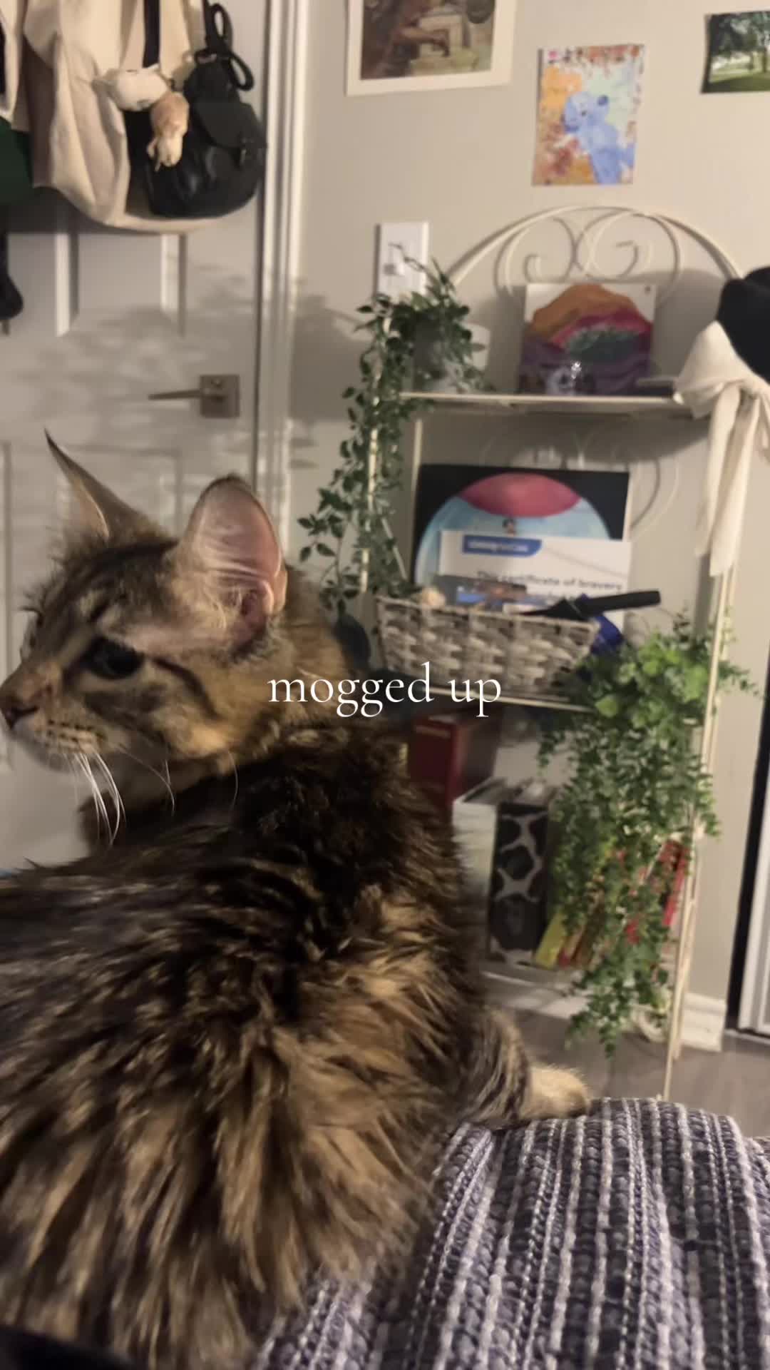 @nina