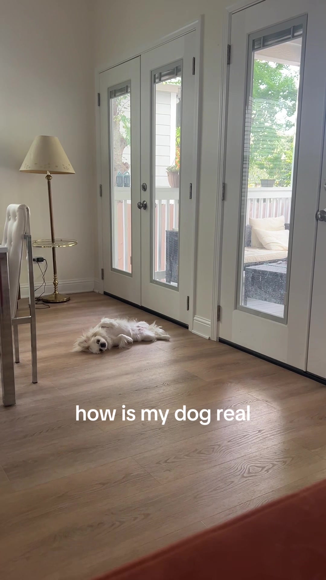 @toe beans inc!🐾