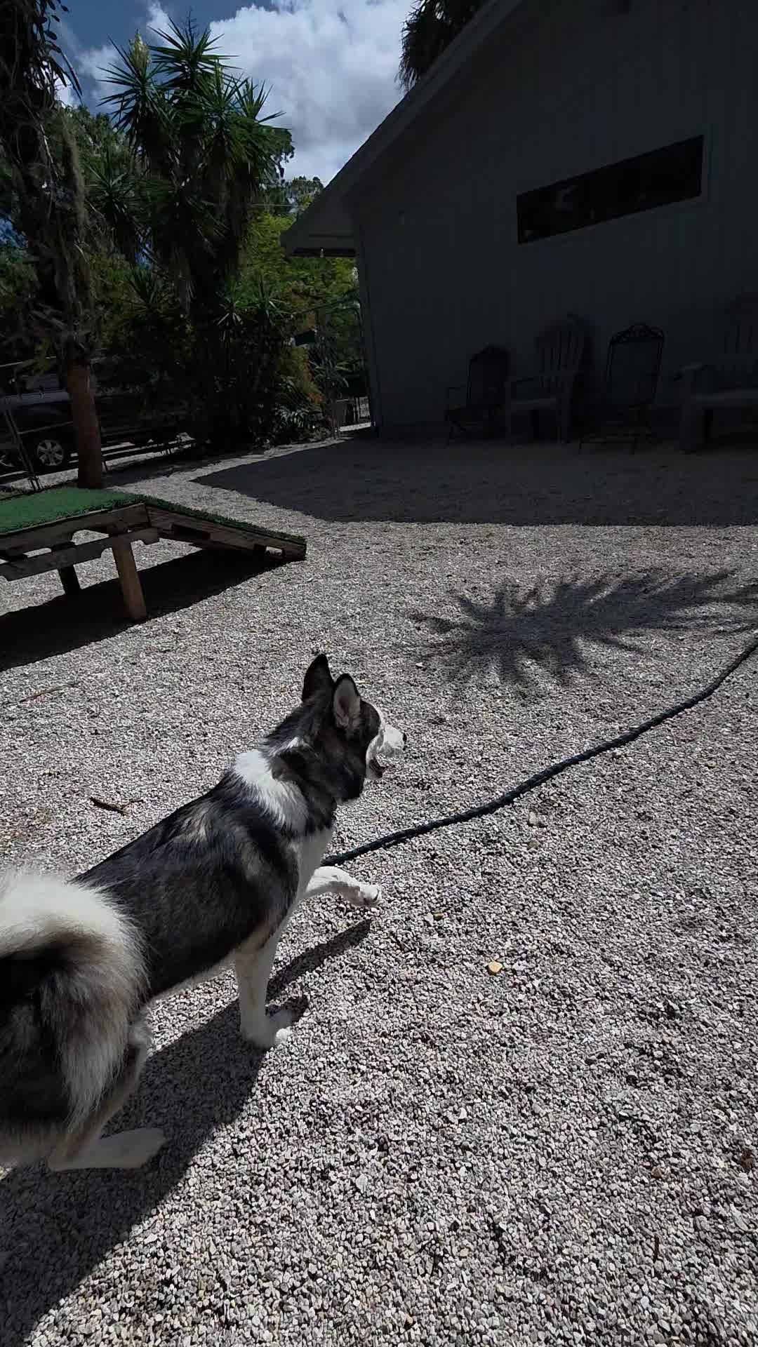 @tatumpetcarehaven