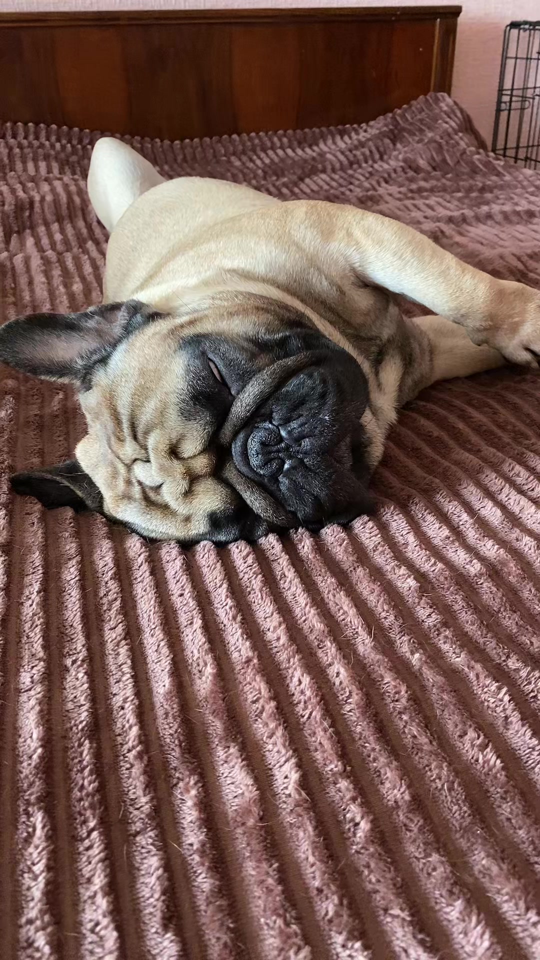 @_holly_bulls_