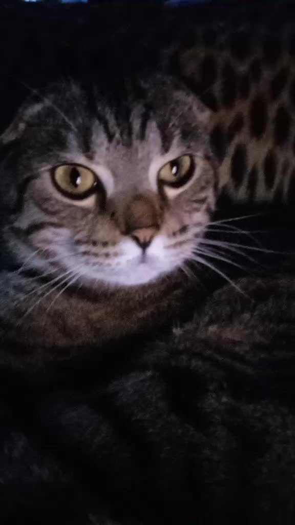 @G0dde$$w0m@n