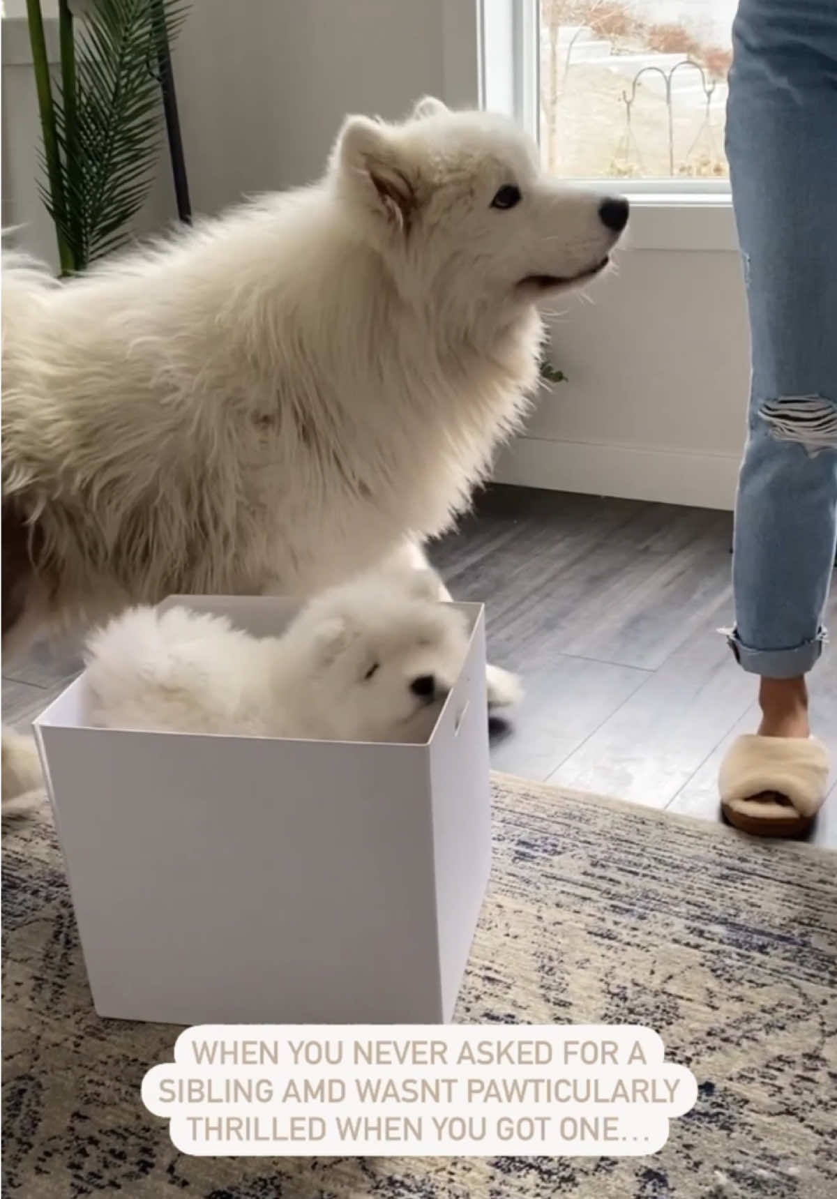 @Ghost.ofwinterfell
