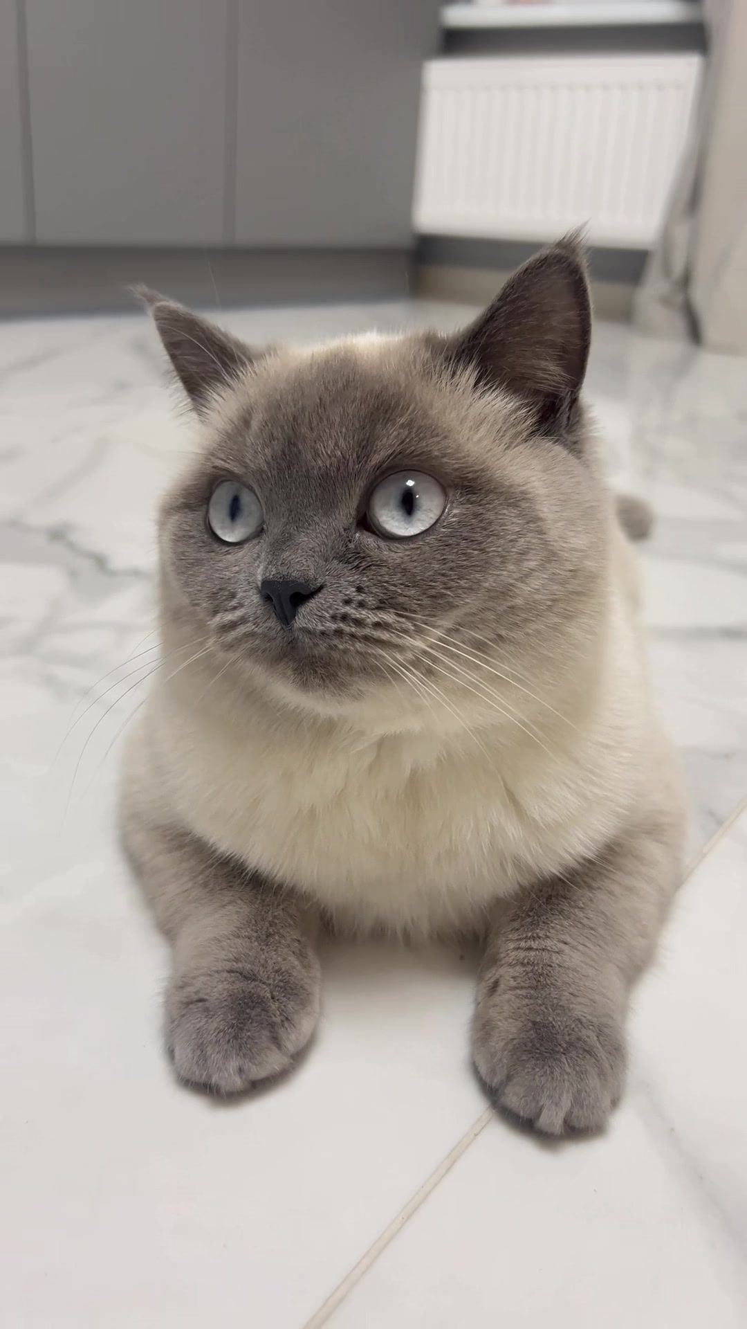 @Трускавецька киця 😻