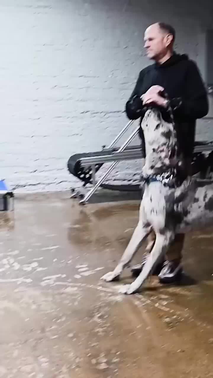 @Miracle K9 Training