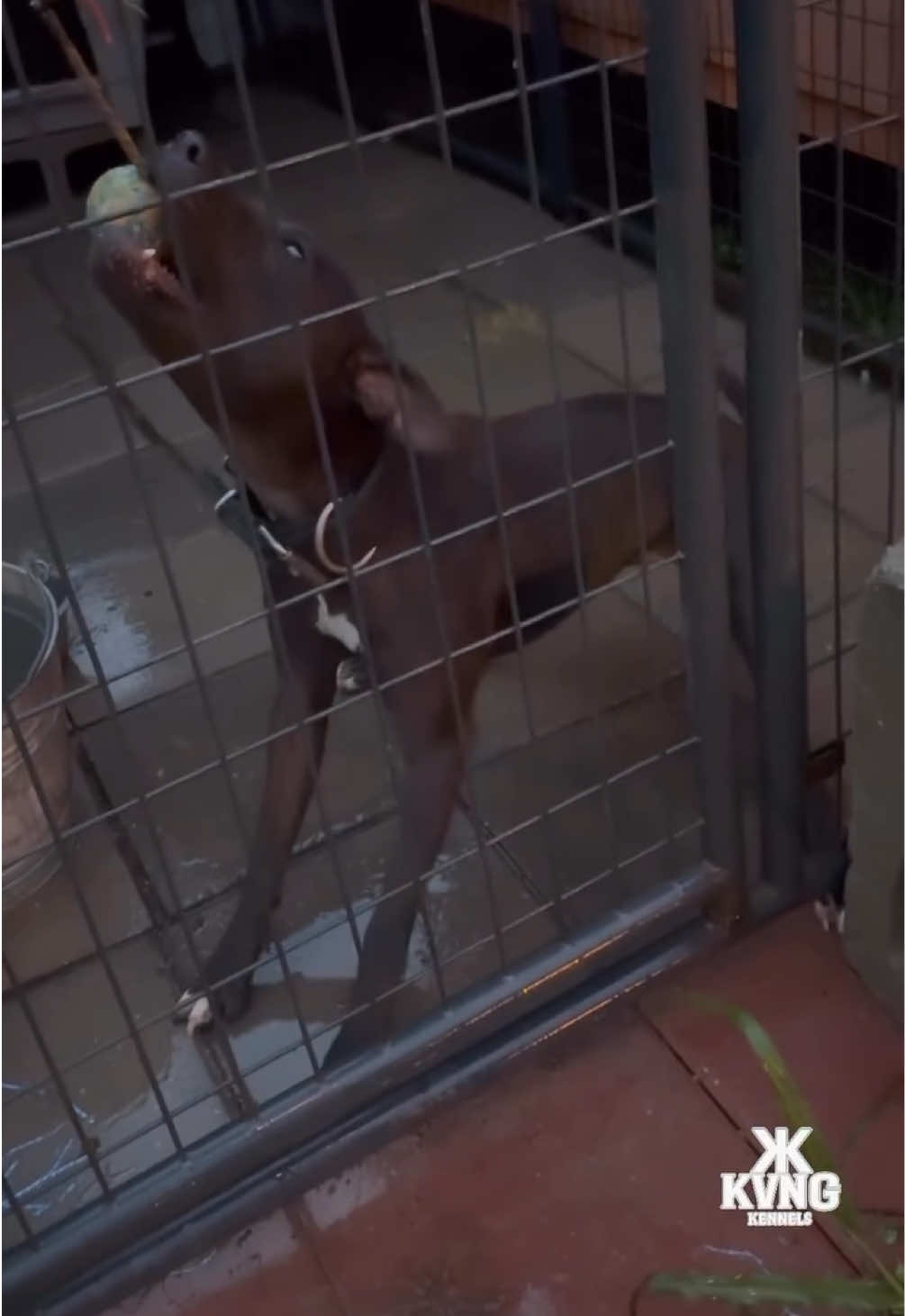 @KVNG KENNELS