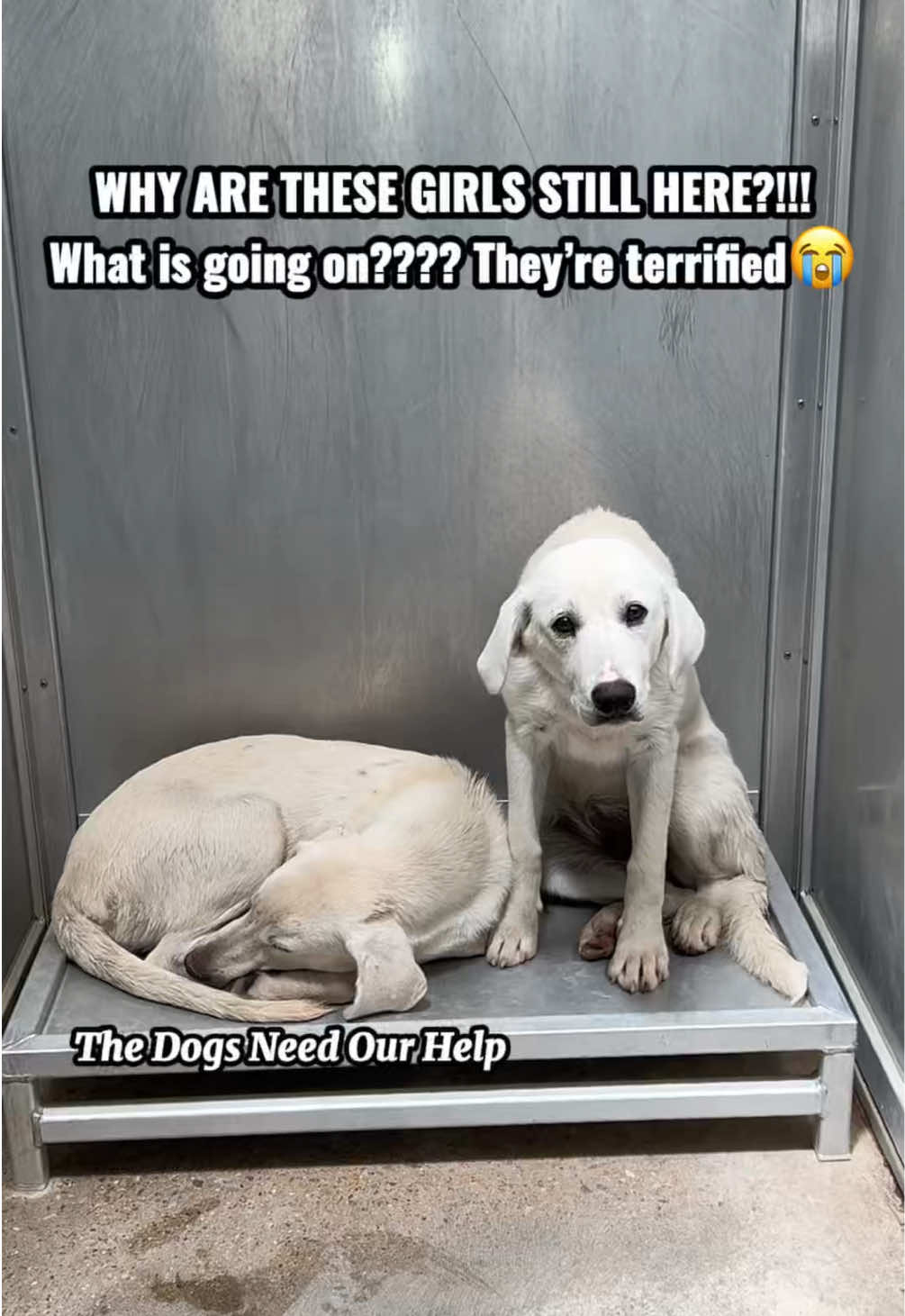@The Dogs Need Our Help