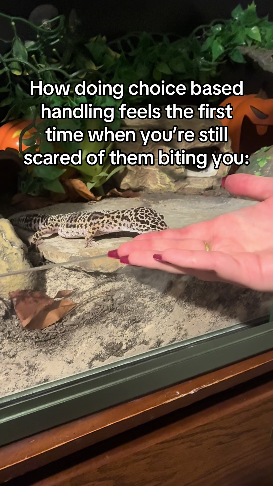 @Mika🦎
