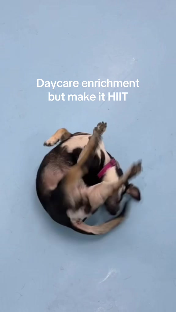 @Biscuits & Bath | Dog Retreat