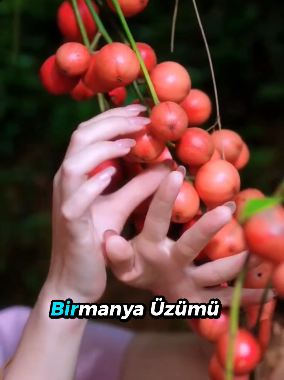 @beynegrafya