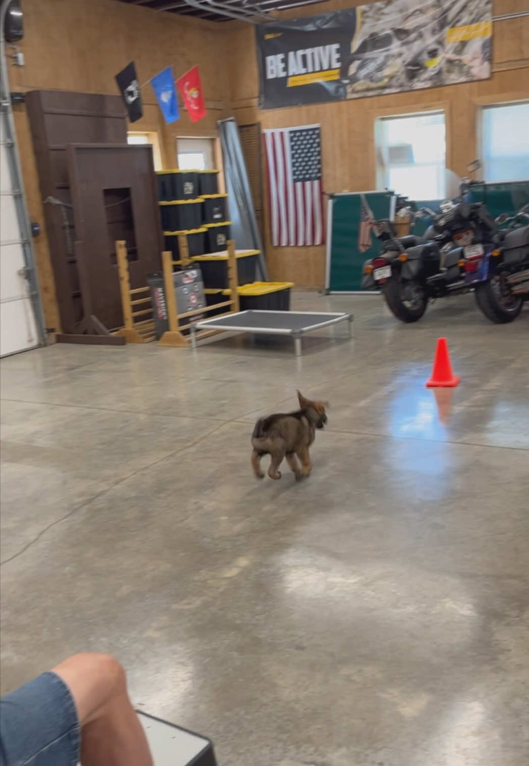@Protection Dog Sales