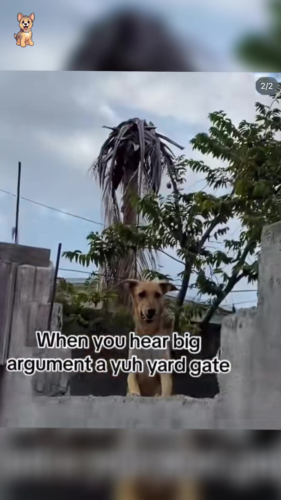 @dogandcattk2