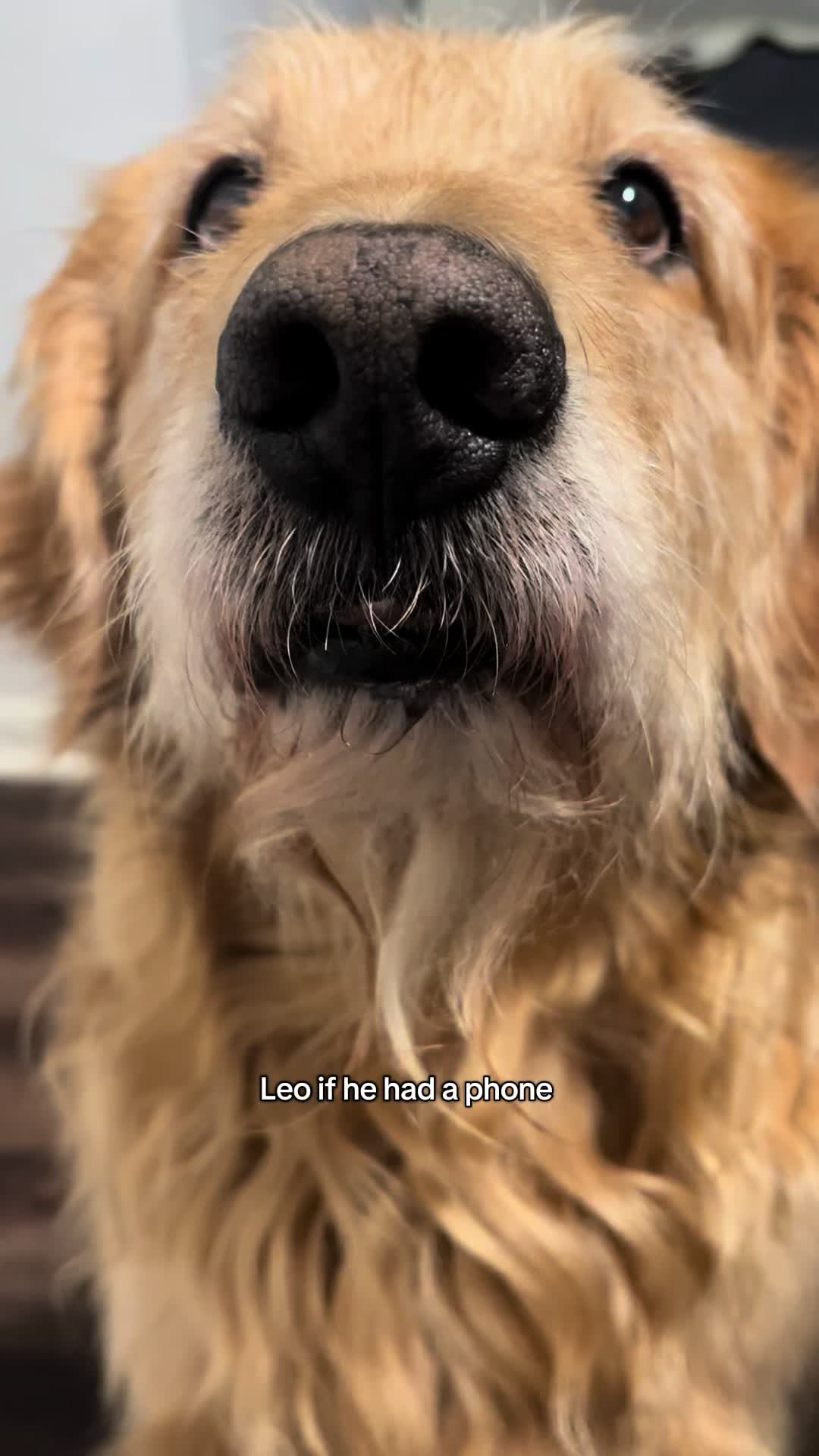 @Leo the Doodle