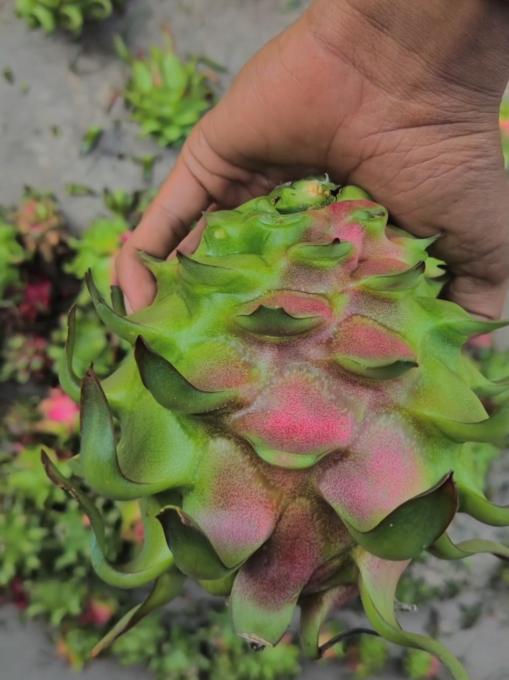 @Pecinta Buah PKY