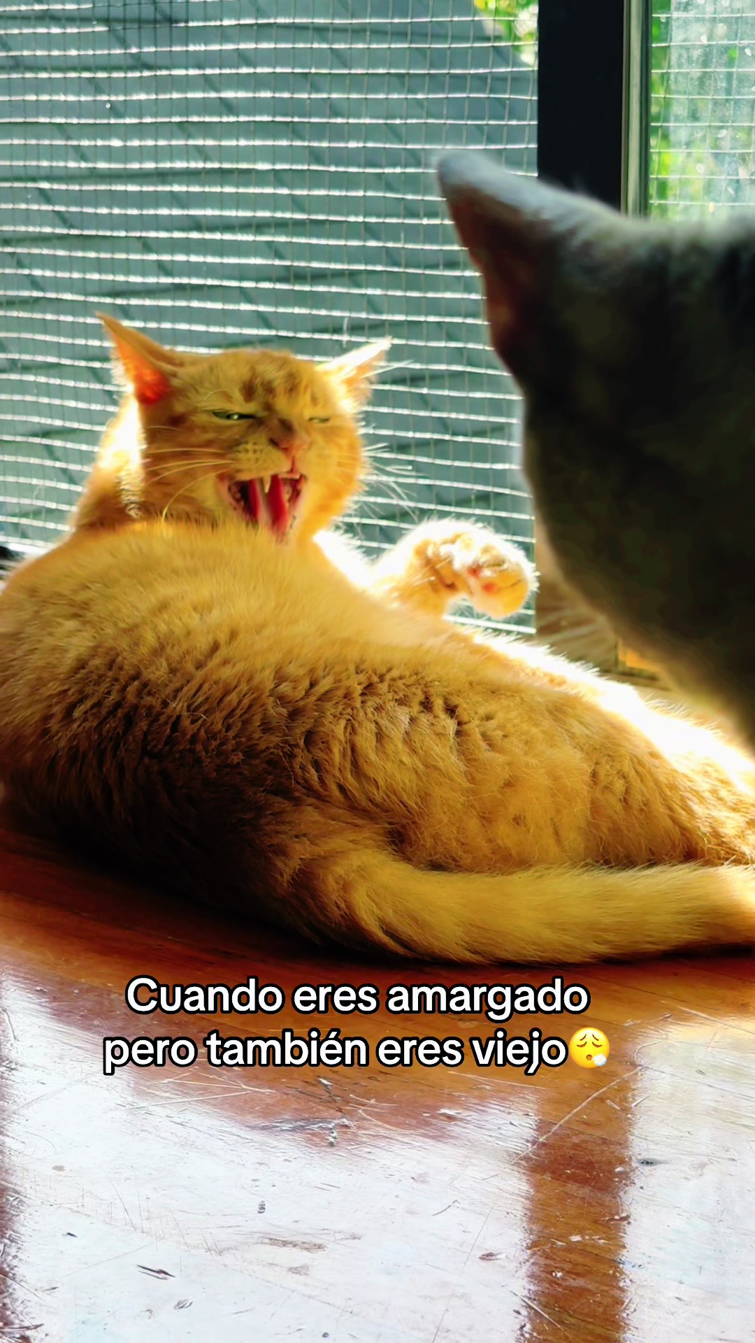 @Casa de Gatos 😻