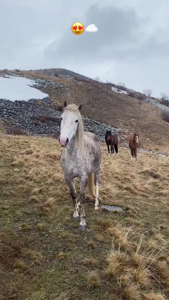 @Վաչե Գևորգյան