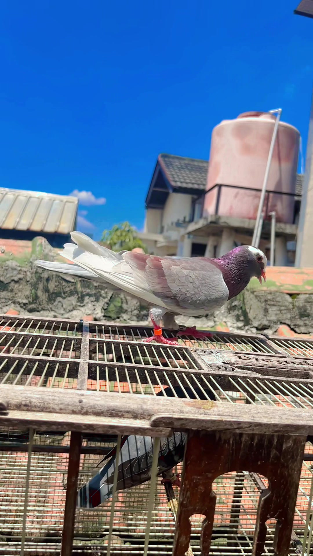 @Z V A 36 Merpati Reborn 🕊️🕊️