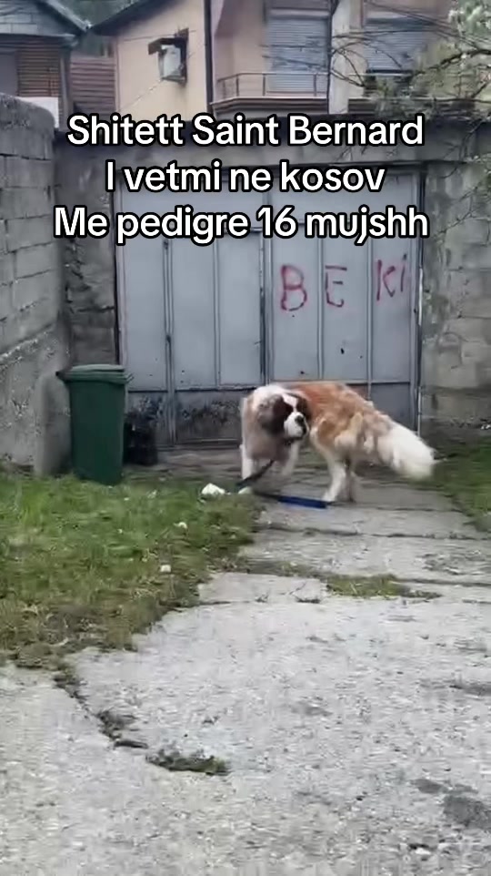 @Fauna peje