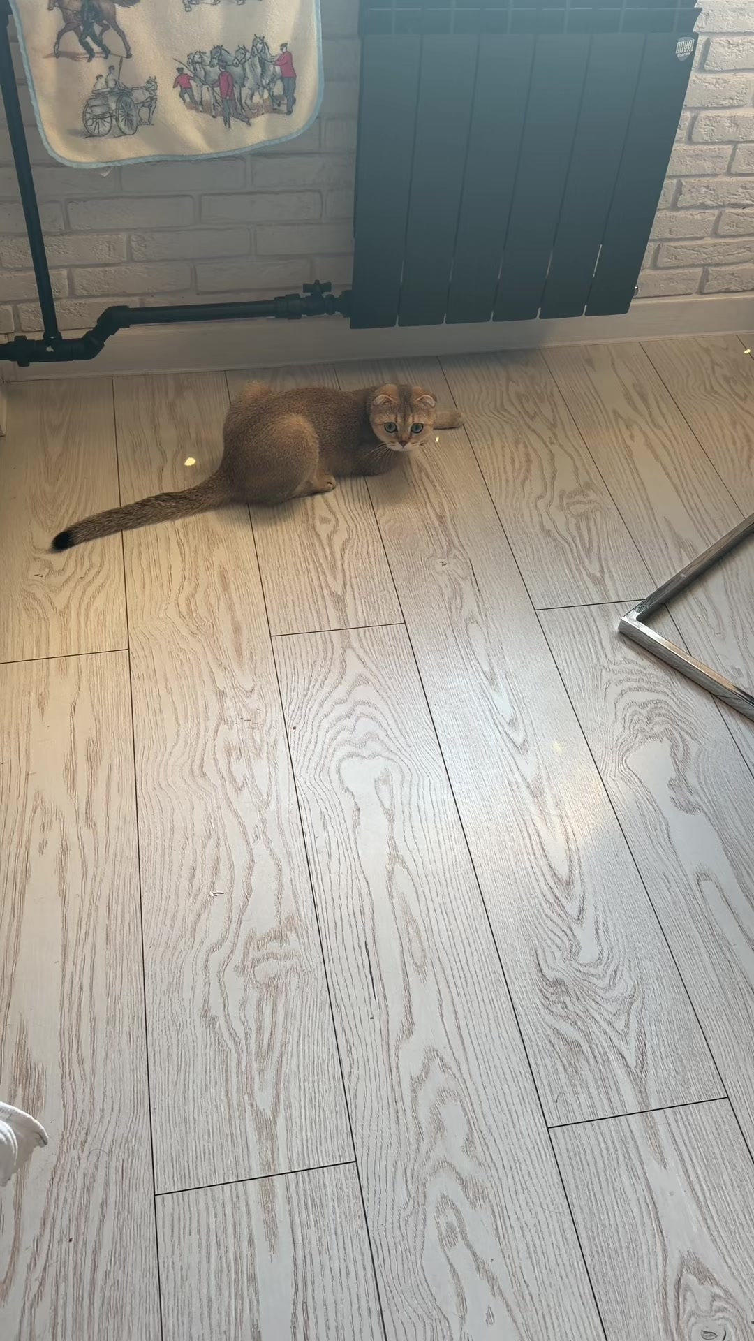 @Cat&Kittens