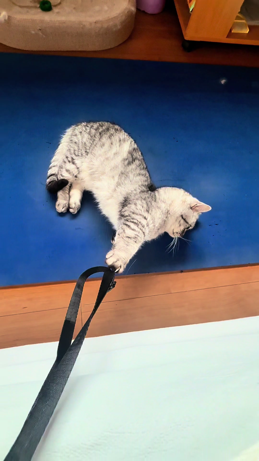 @大福兄弟😽