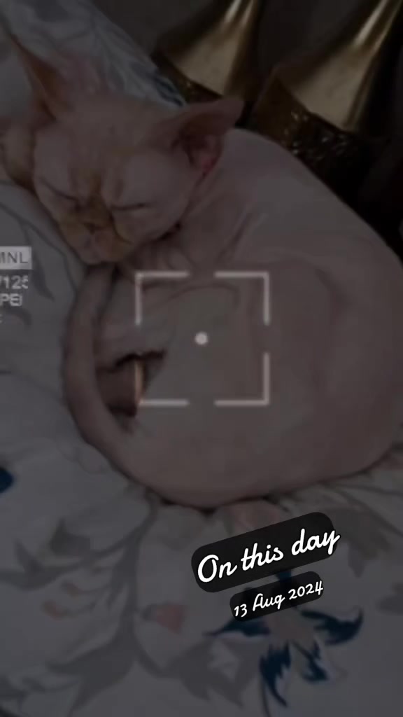 @Cat lover