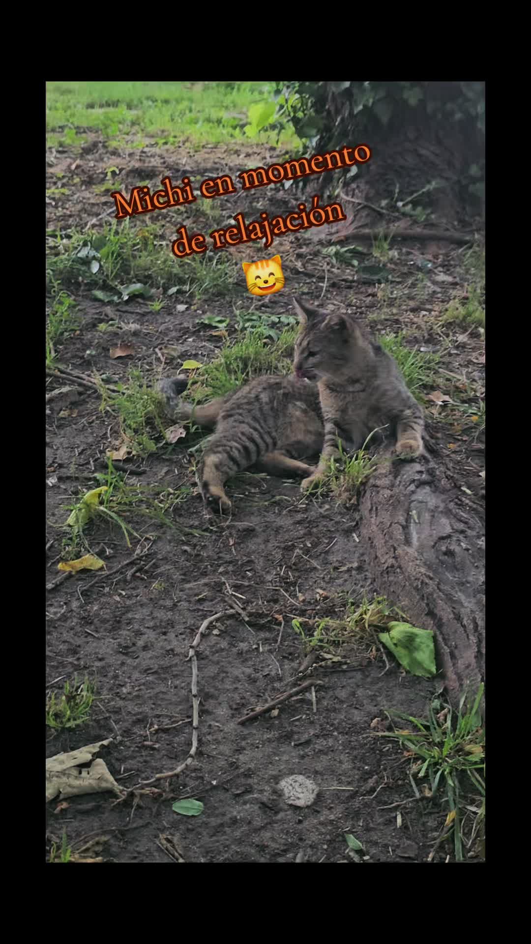 @🇲🇽Guli.Carrada 🐈⬛