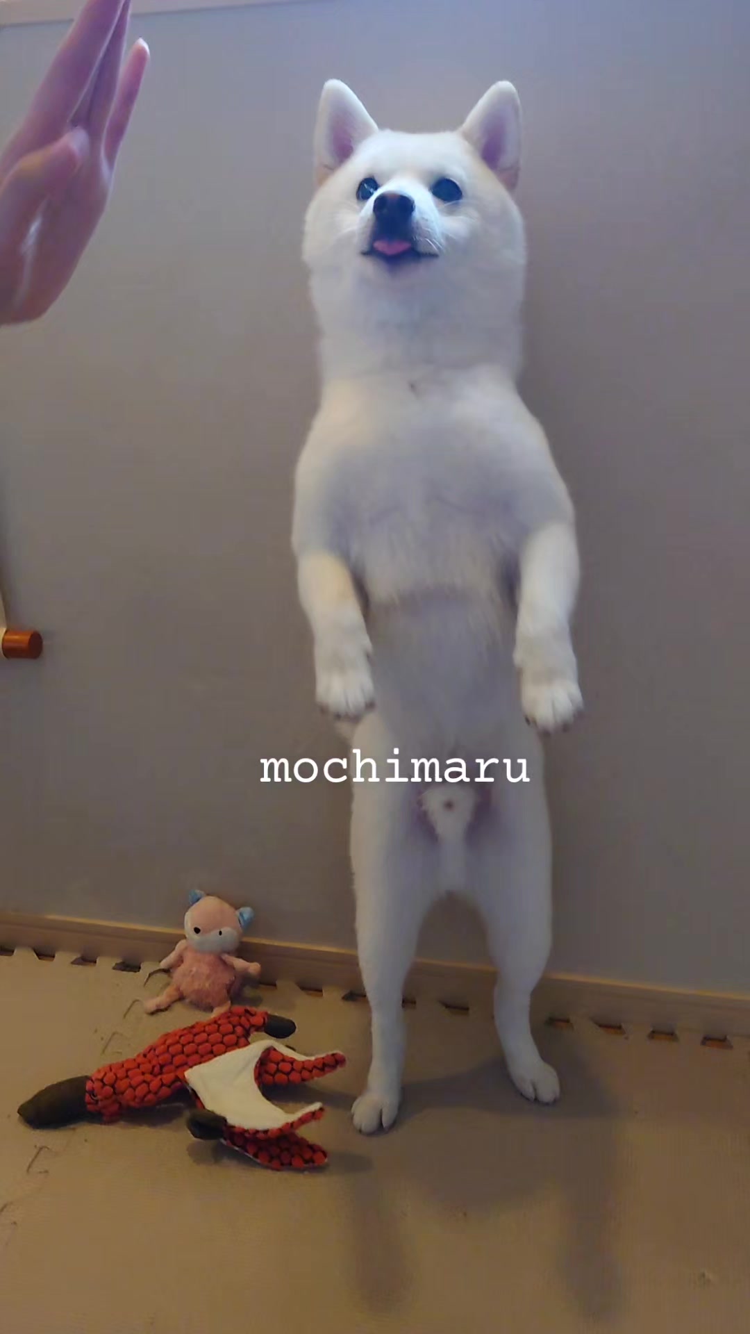 @Mochimaru