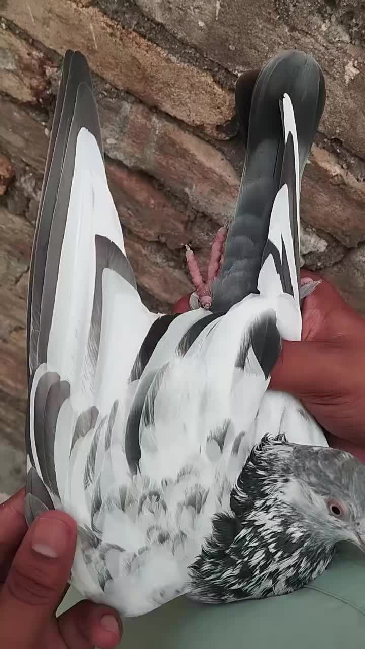 @سکندرپور پیجن👑