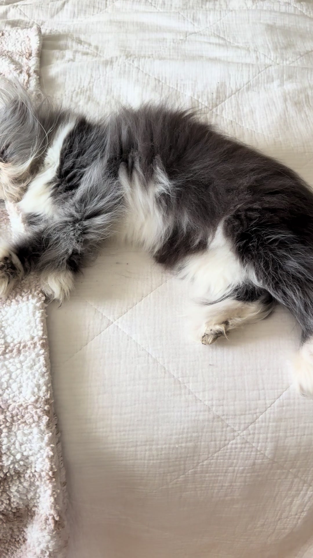 @atchoumthecat