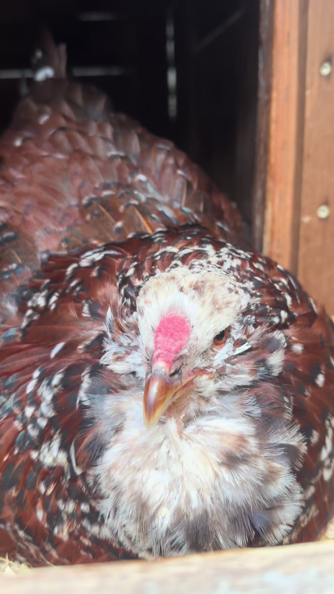 @FusterCluck Farm