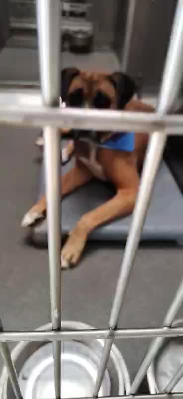 @Cane Corsos