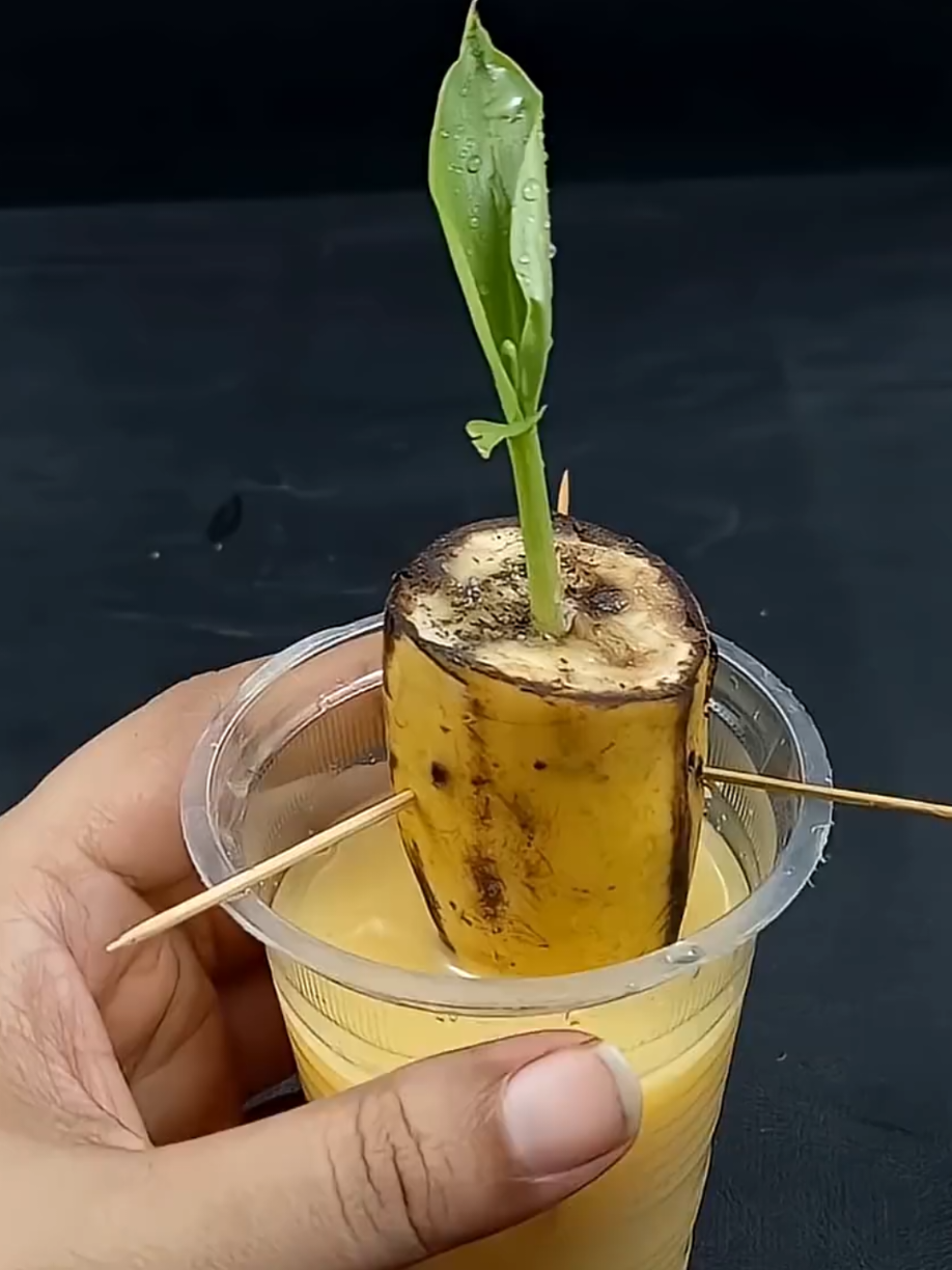 @PlantsLife