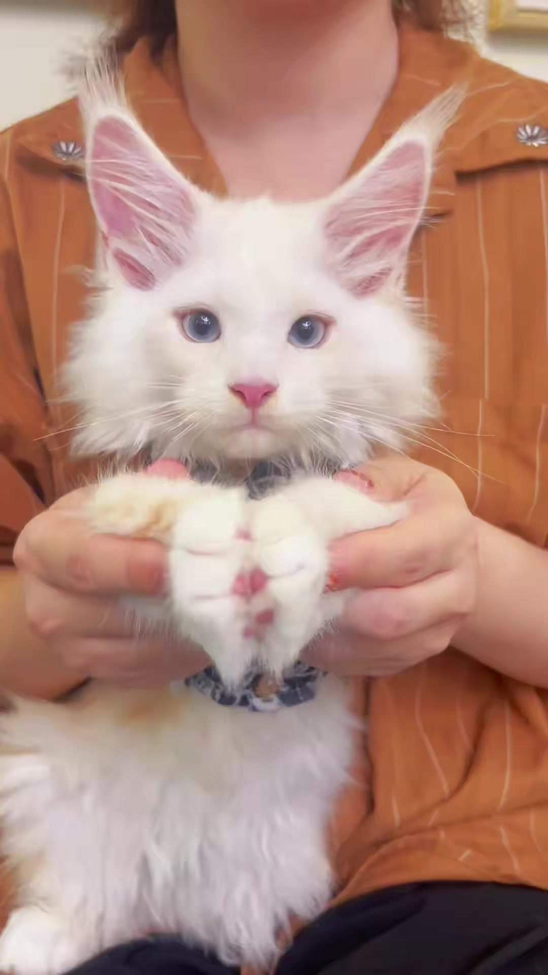 @Majestic Maine Coons 🐾