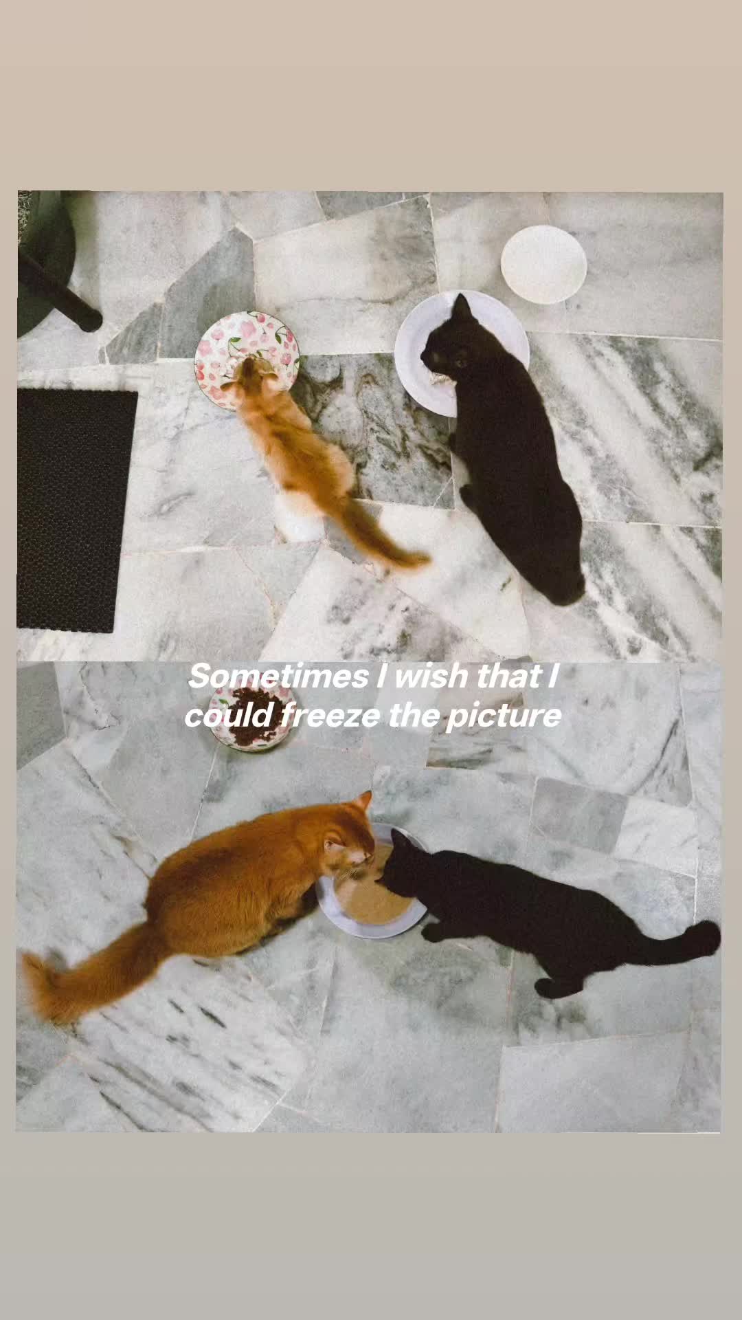 @Walin Fat Cat