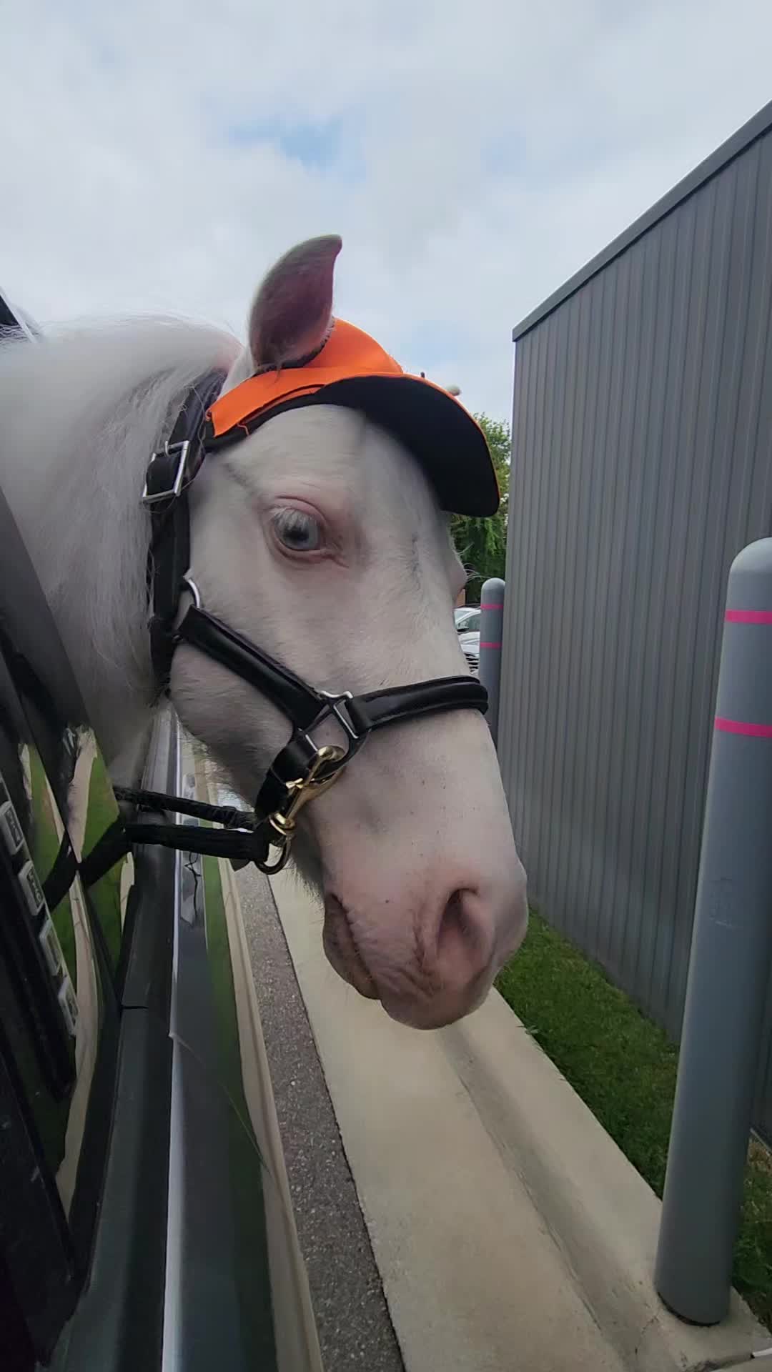 @minihorsemomandtrainer🐴🐴🐴🐴