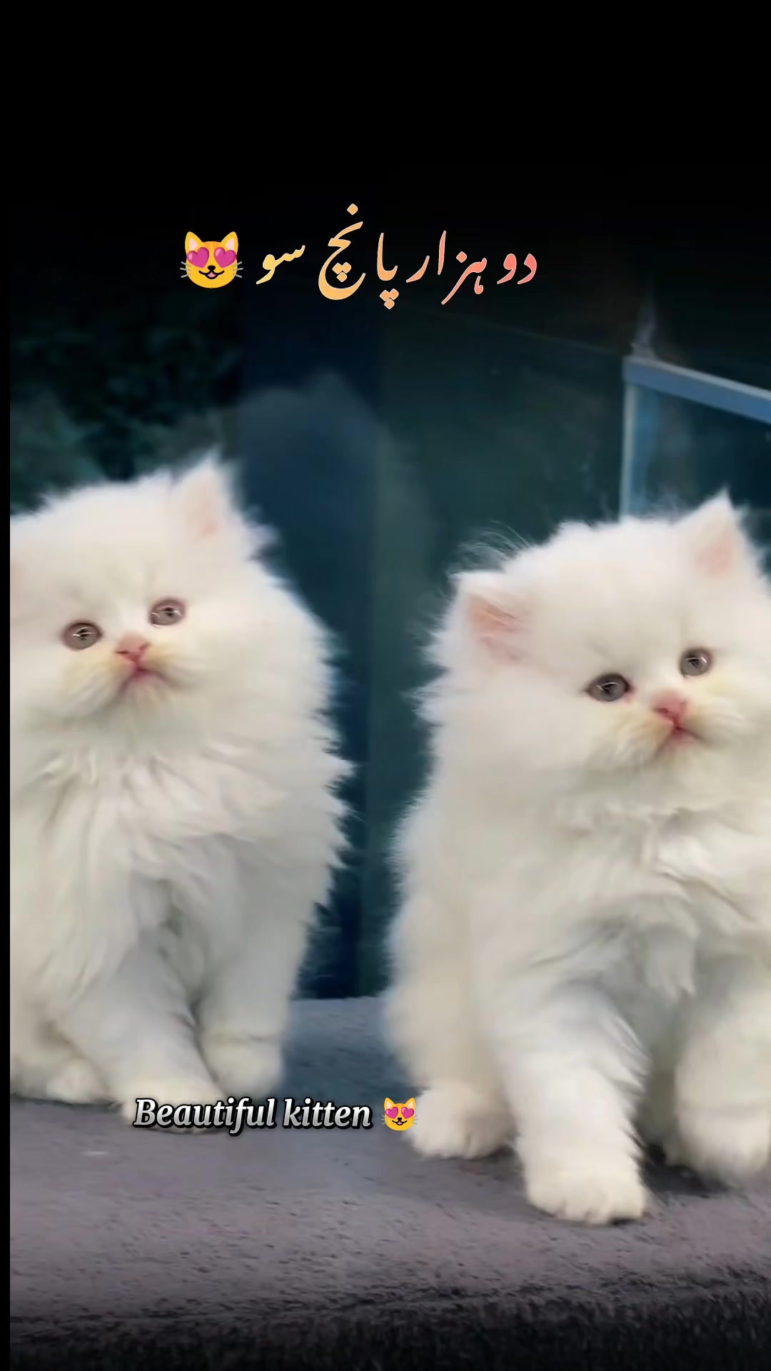 @flower.pet.2