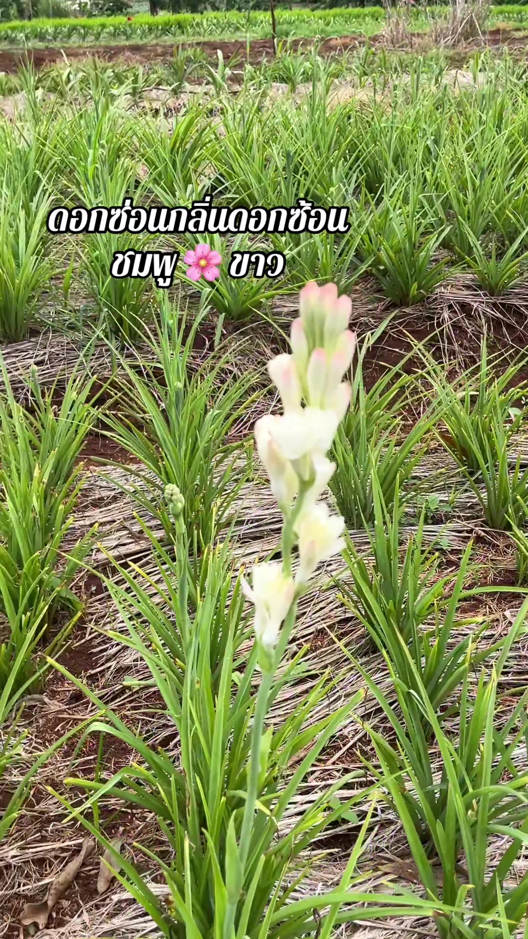 @สวนดอกน้าแอ๊ด