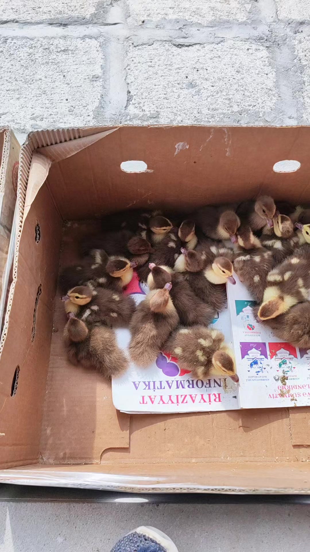 @MAŞTAĞA_QUŞCULUĞ
