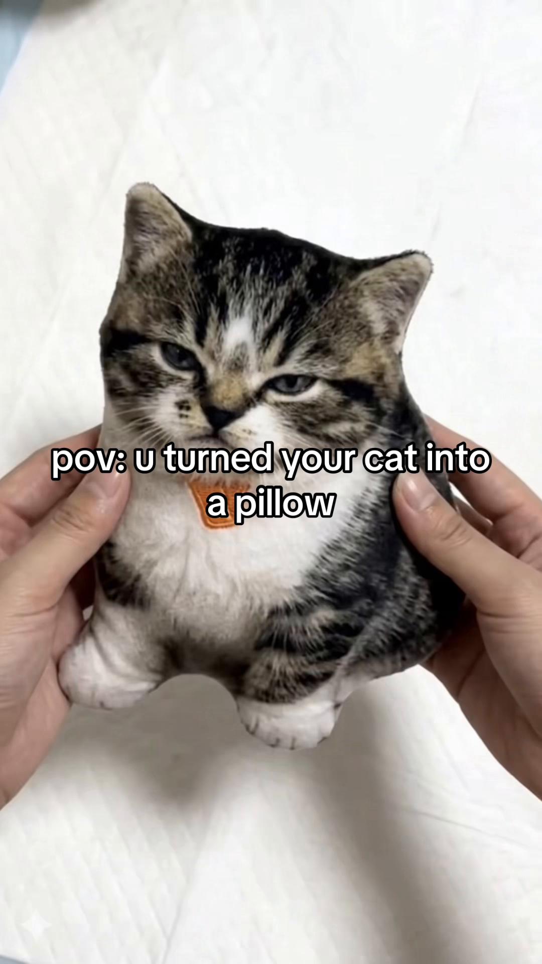 @cat memes